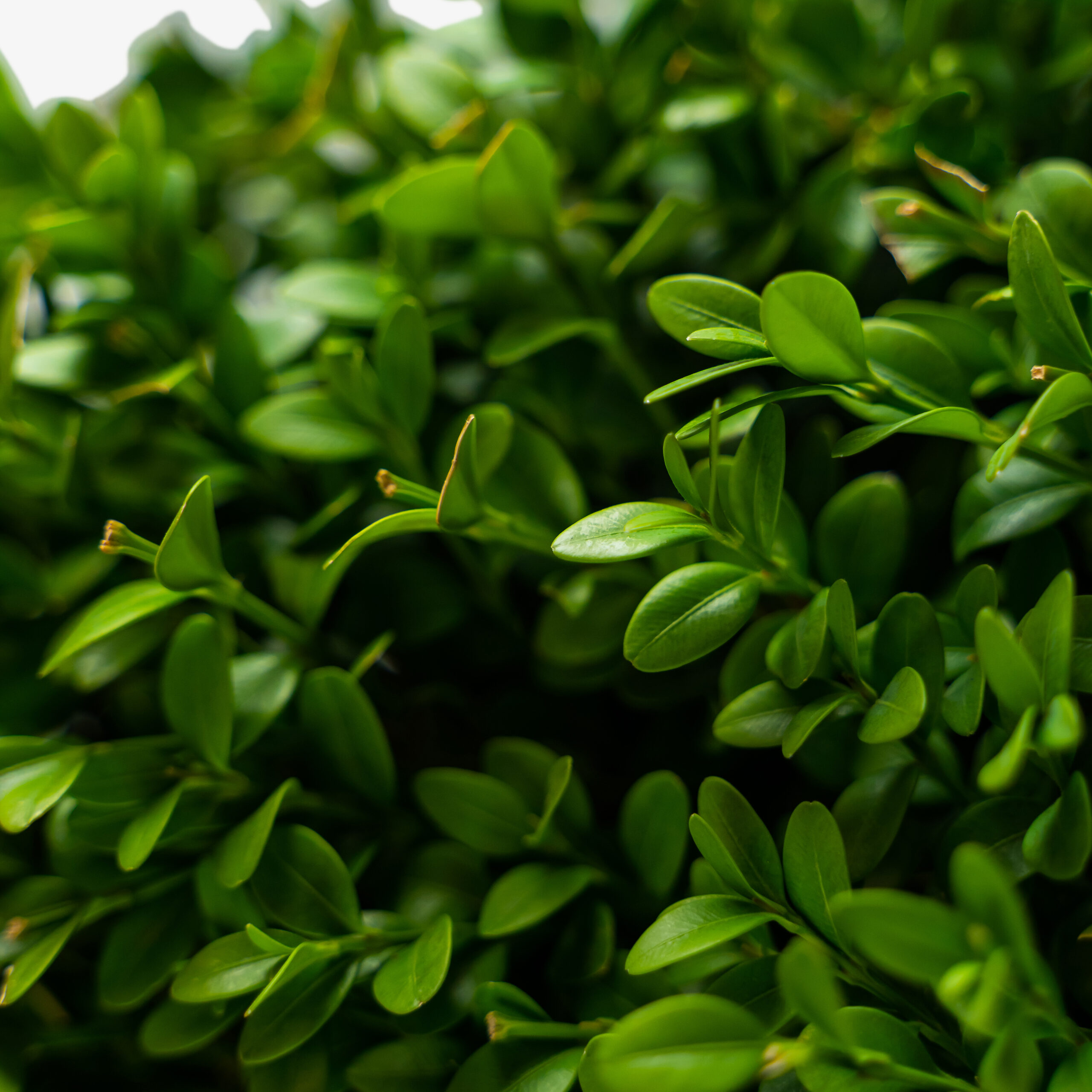 Green Mountain Boxwood Problems