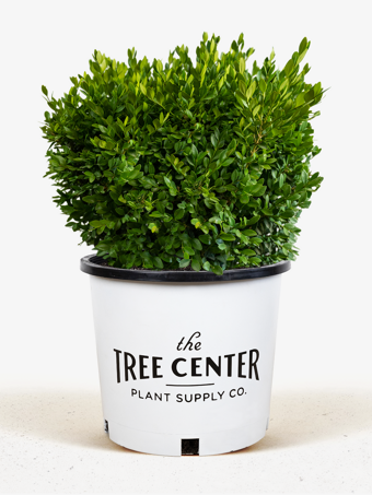 Green Velvet Boxwood