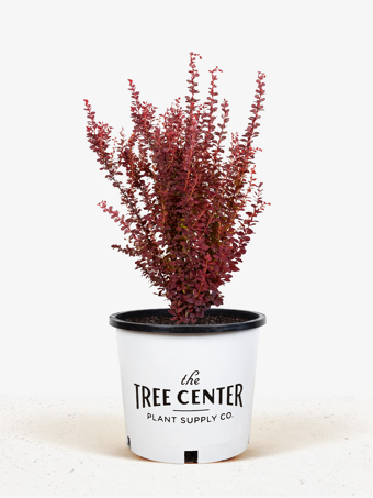 Orange Rocket Barberry