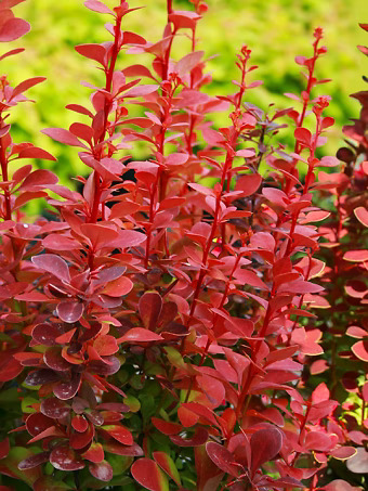 Orange Rocket Barberry