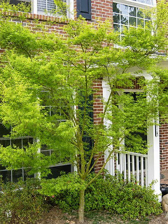 Seiryu Japanese Maple