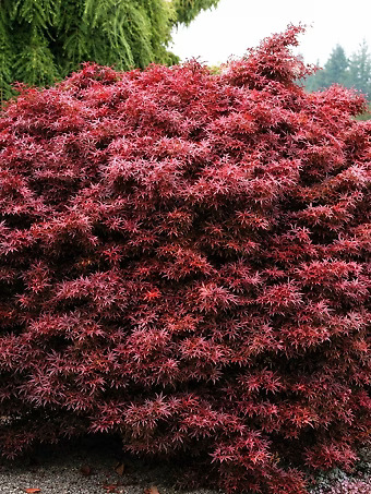 Shaina Japanese Maple