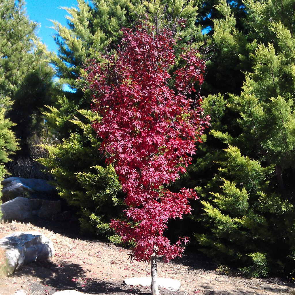 その他 red tree Twombeys_Red_Sentinel_new_1-