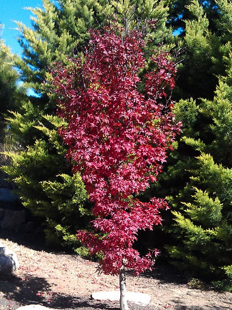 Twomblys Red Sentinel Japanese Maple