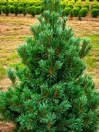 Vanderwolfs Pyramid Limber Pine