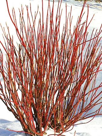 Arctic Fire Red Twig Dogwood