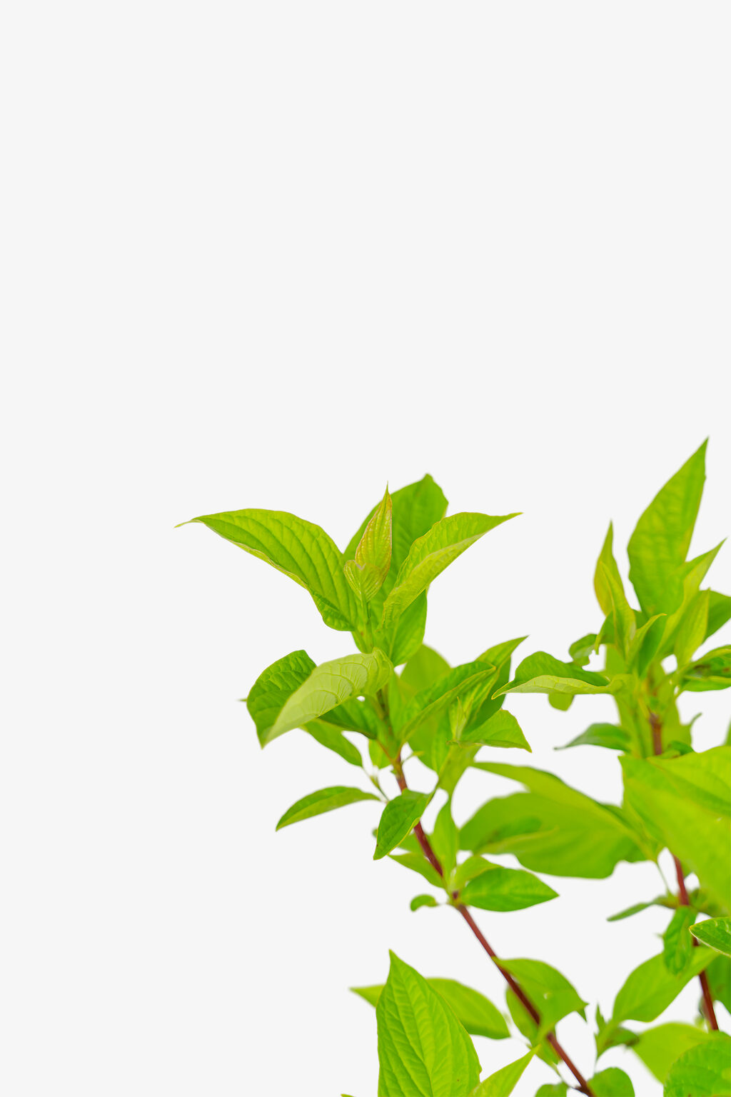 Arctic Fire Red Twig Dogwood Shrubs For Sale The Tree Center Arctic Fire Red Twig Dogwood Shrubs For Sale The Tree Center