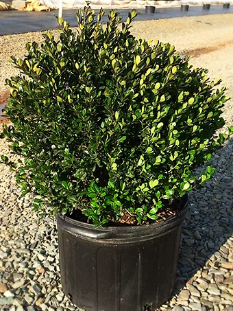 Compact Japanese Holly