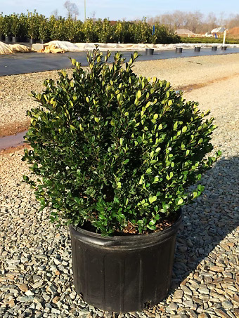Compact Japanese Holly