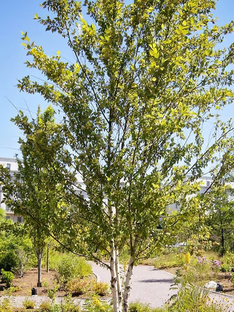 Dura Heat River Birch