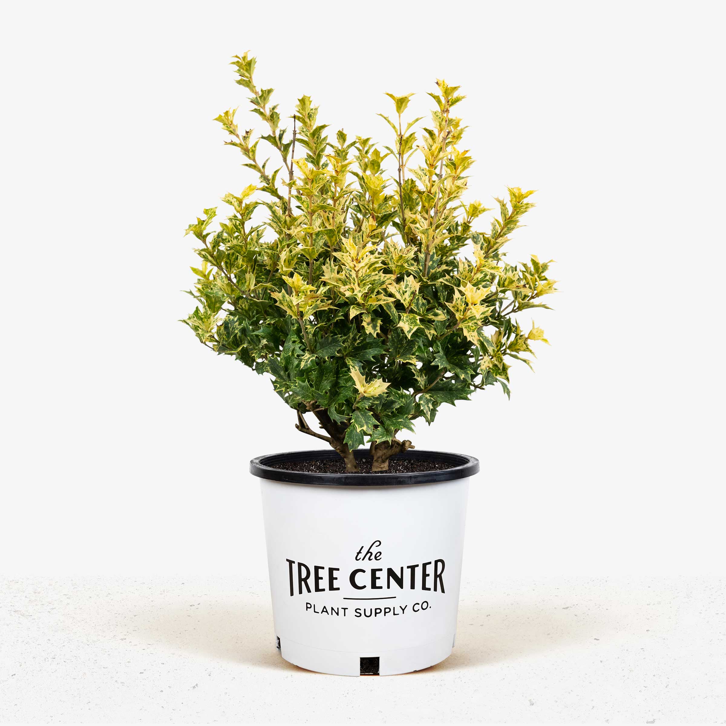 Evergreen False Holly Size Container Osmanthus heterophyllus Goshiki #2 
