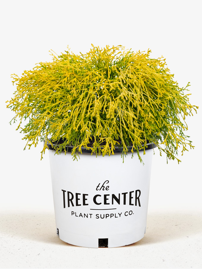 Bald Cypress Tree For Sale | The Tree Center