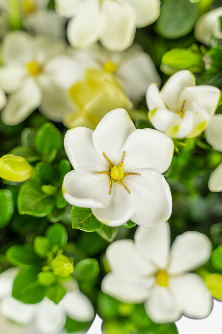 Kleim's Hardy Gardenia Plants For Sale The Tree Center