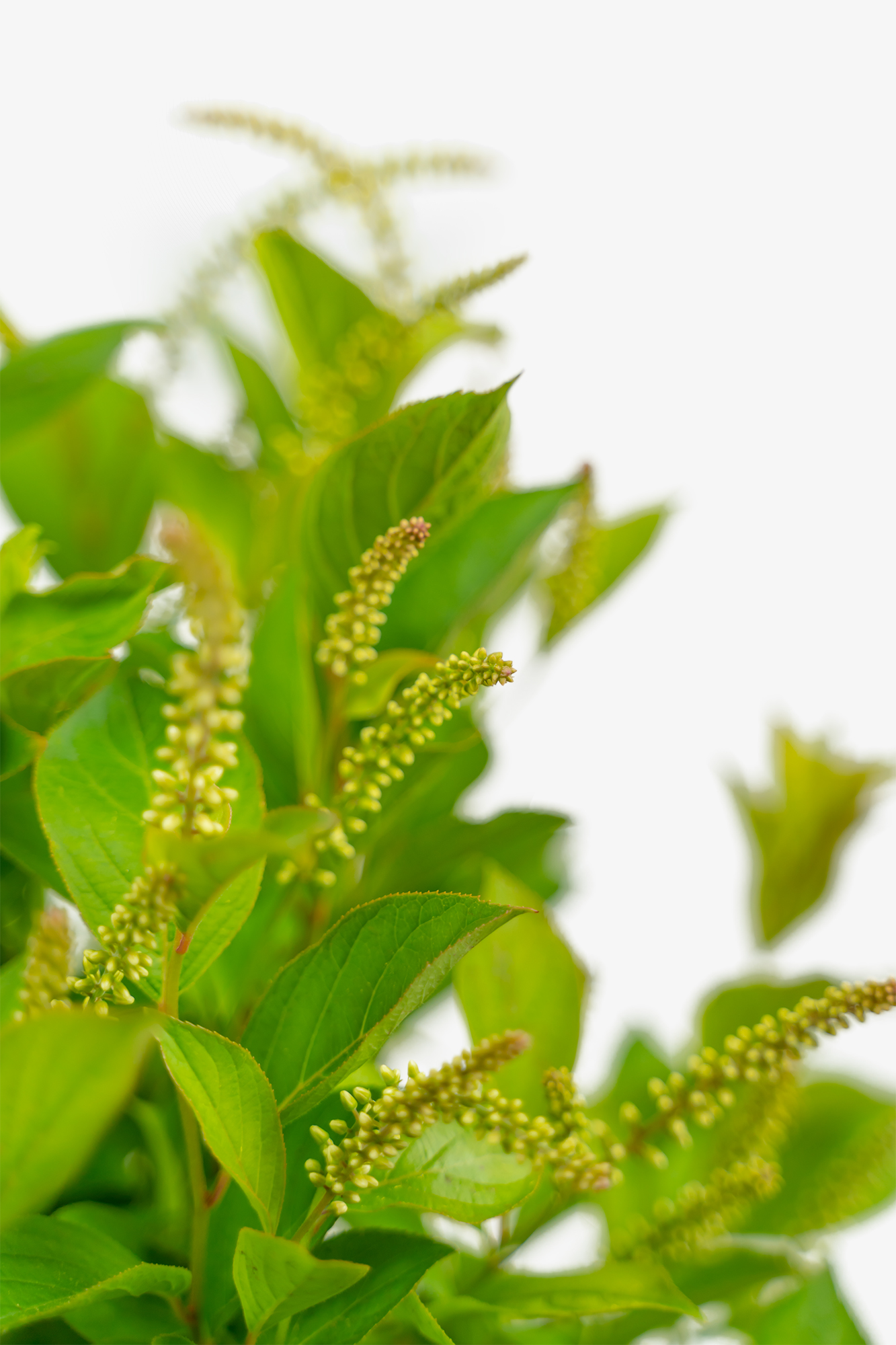 Itea Little Henry Shrubs For Sale Online The Tree Center