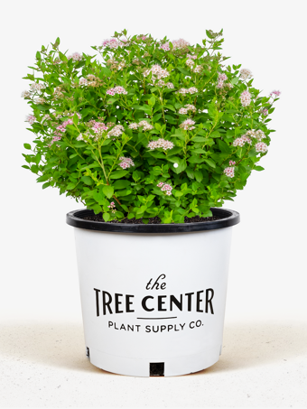 Little Princess Spirea