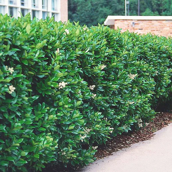 20+ Plants for Under Pine Trees: It Doesn't Have to be a Struggle!