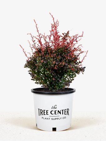 Rose Glow Barberry