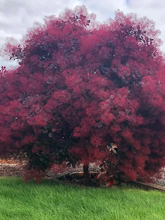 Royal Purple Smoke Tree