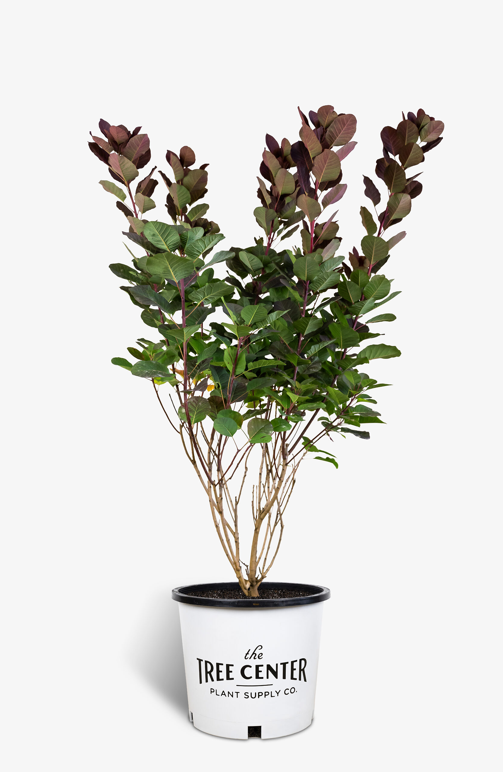 Royal Purple Smoke Trees For Sale Online The Tree Center