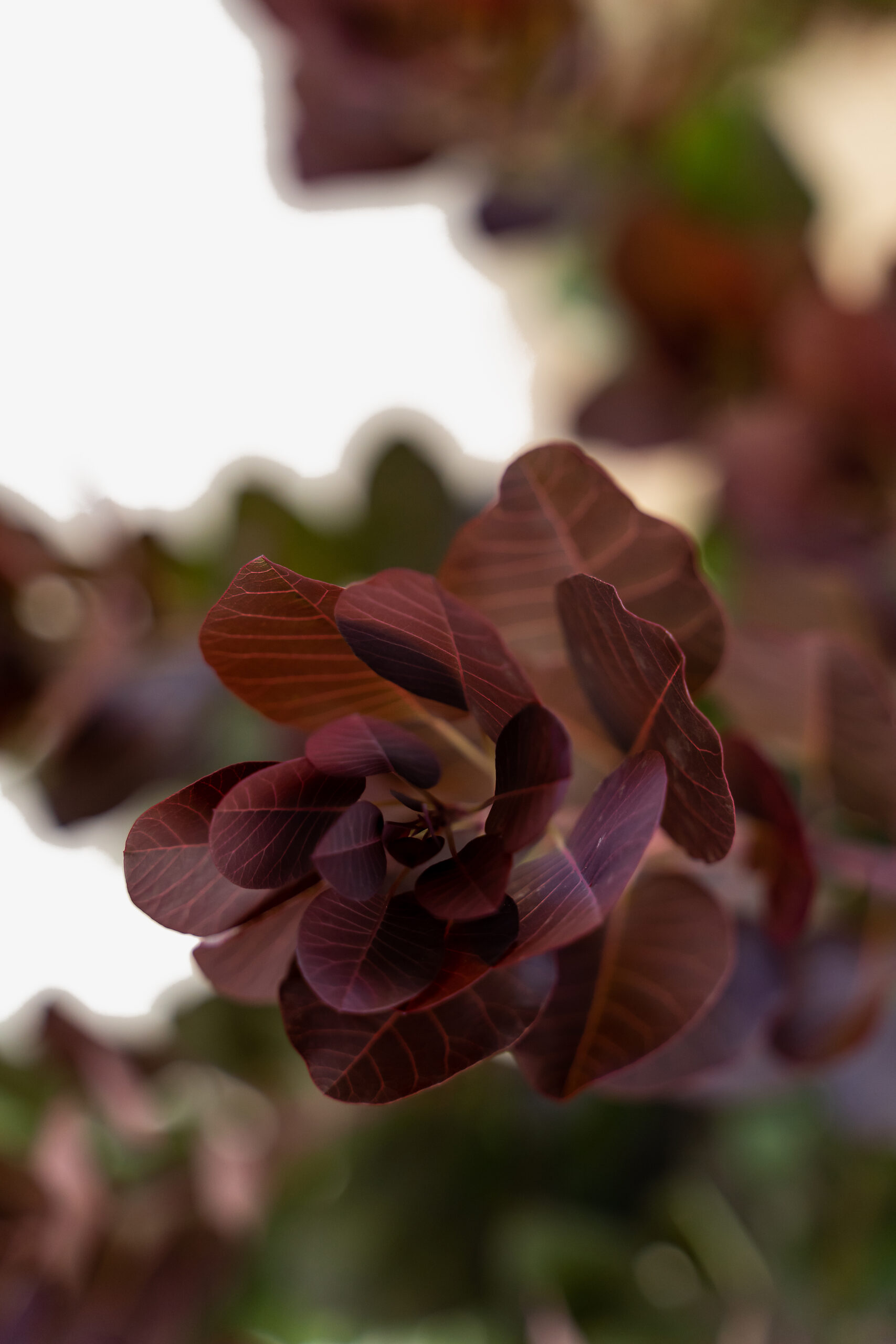 purple smoke tree purple smoke tree