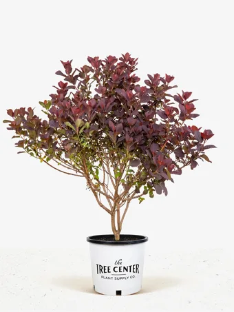 Royal Purple Smoke Tree