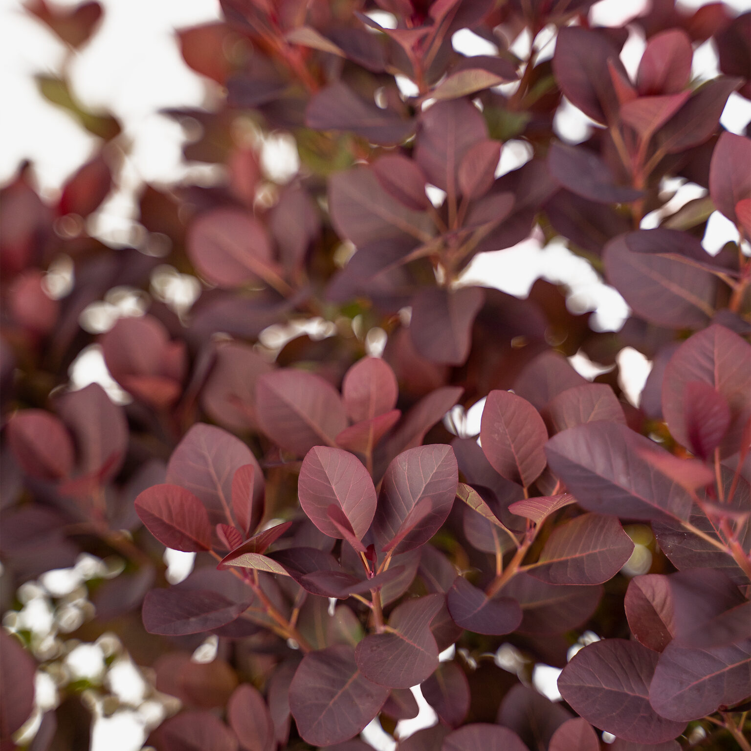 Royal Purple Smoke Trees For Sale Online The Tree Center