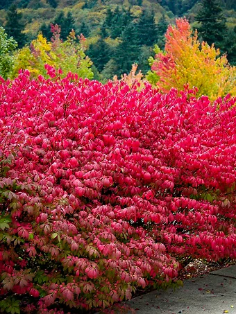 Dwarf Compact Burning Bush