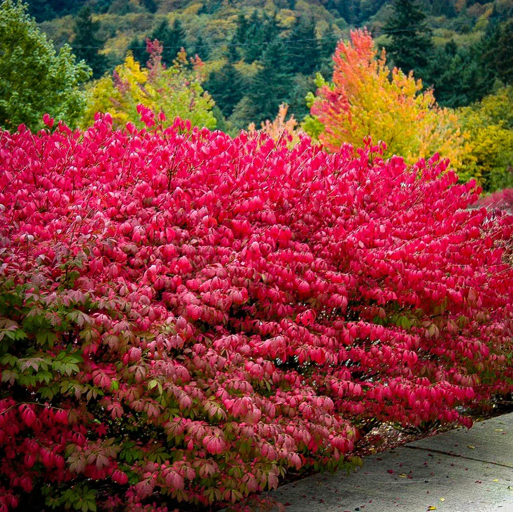 Image of Compact burning bush in container