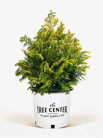 Golden Hinoki Cypress