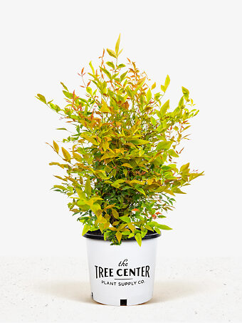 Gulf Stream Nandina