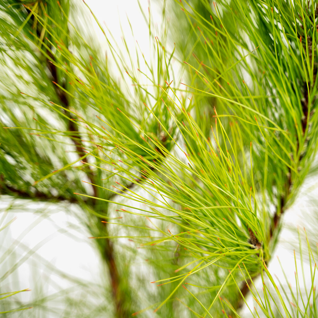 Loblolly Pine Trees For Sale Online The Tree Center