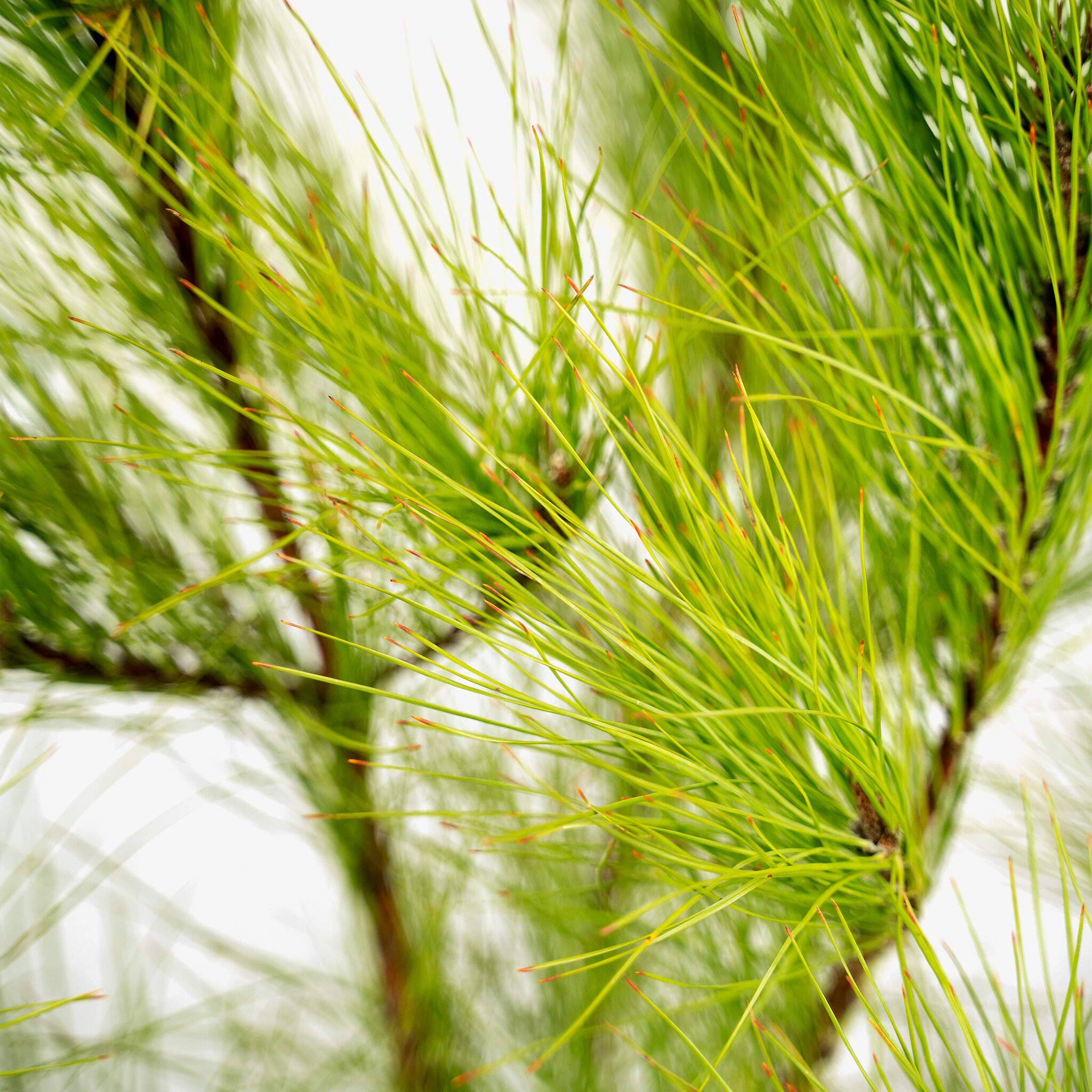 Loblolly Pine Trees For Sale Online The Tree Center