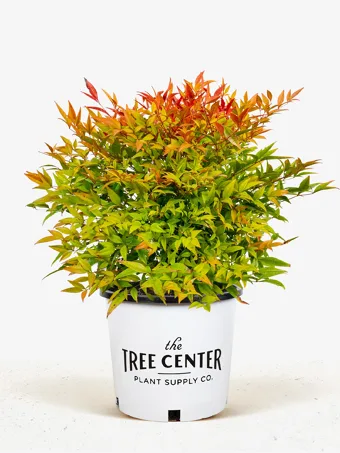 Moon Bay Nandina