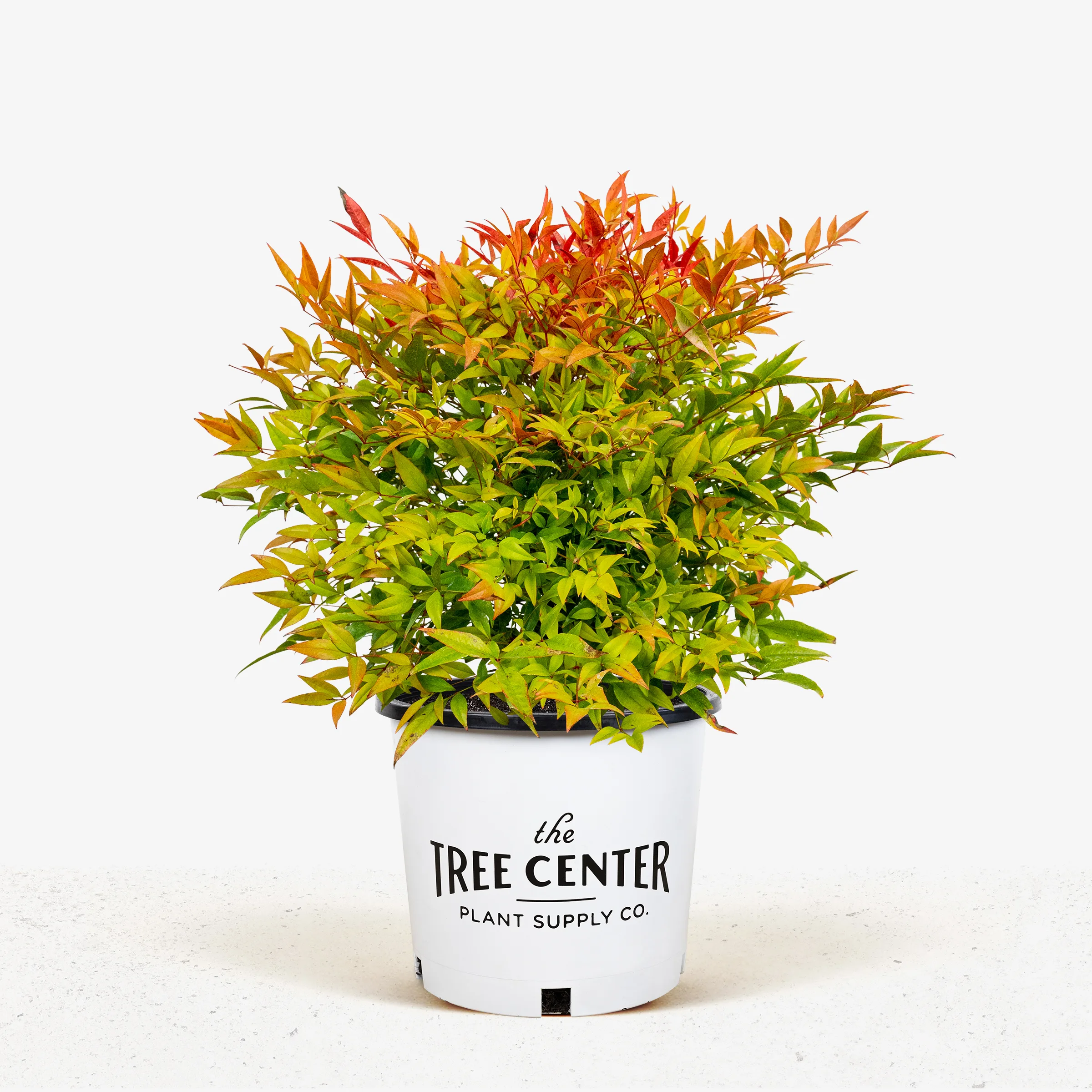 Moon Bay Nandina Plants For Sale Online | The Tree Center