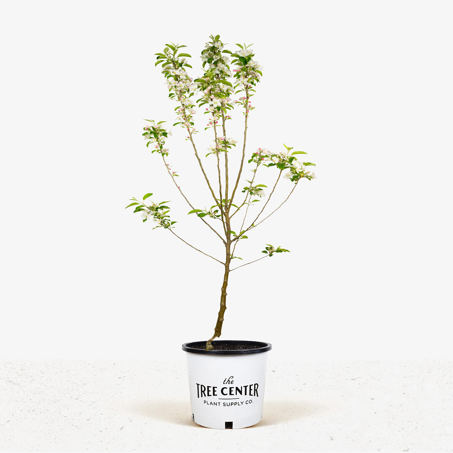 Pink Lady Apple Trees For Sale Online The Tree Center