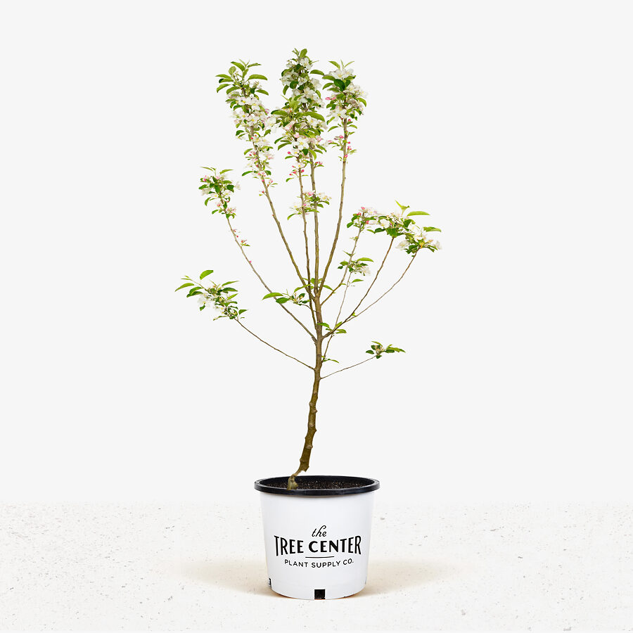 Pink Lady Apple Tree Planting at Courtney Pautz blog