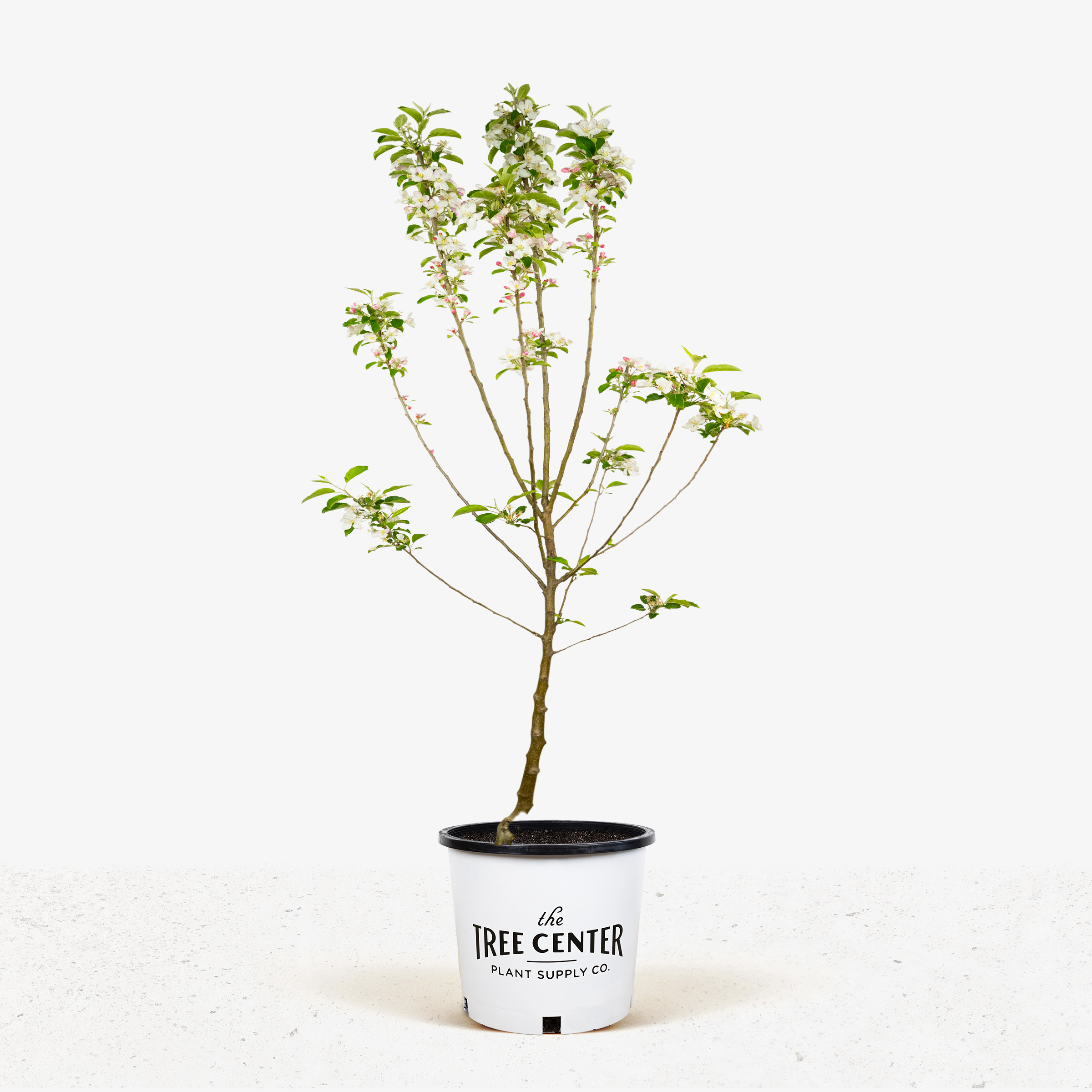 Pink Lady Apple Trees For Sale Online The Tree Center