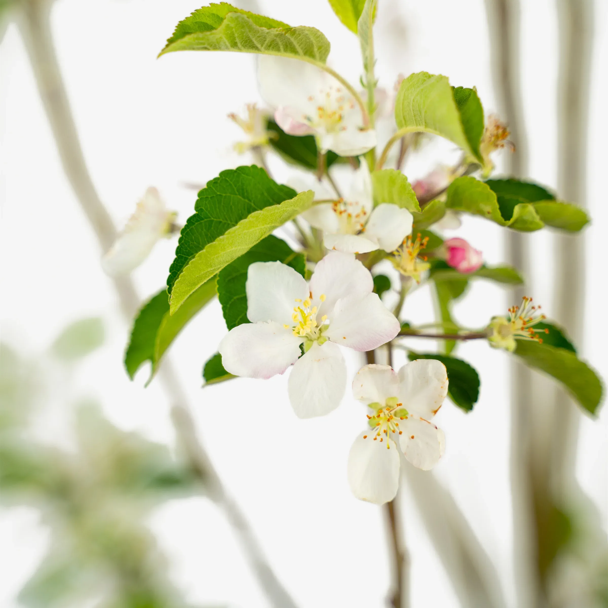 Dwarf Pink Lady Apple Tree