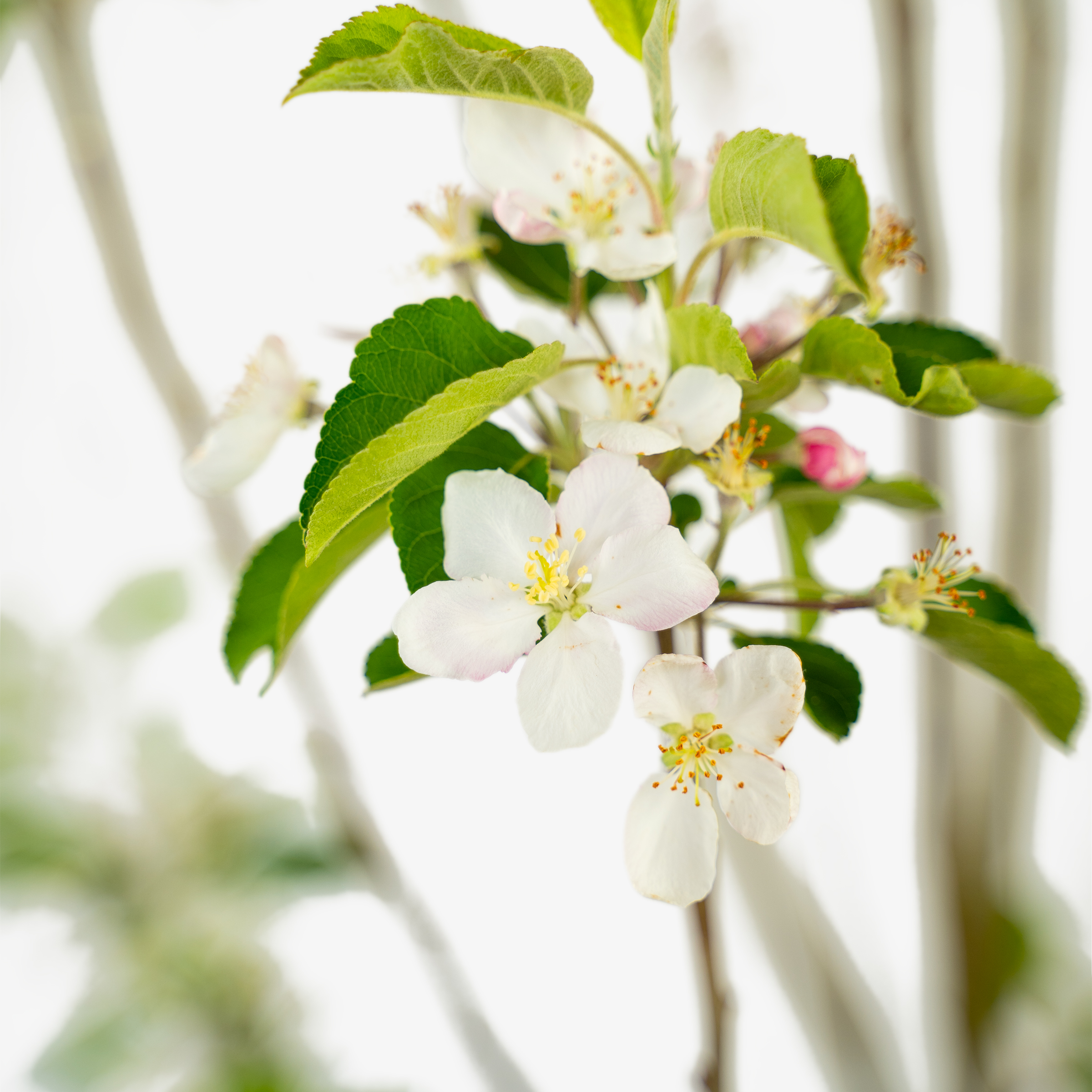 Pink Lady Apple Trees For Sale Online The Tree Center