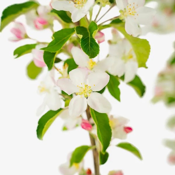 Pink Lady Apple Tree For Sale - 4-5ft Bareroot Organic