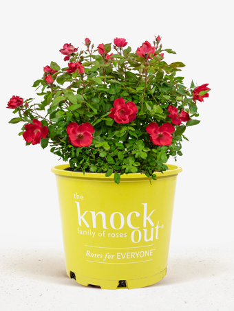 Red Knock Out® Rose