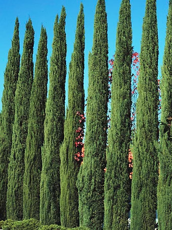Blue Italian Cypress