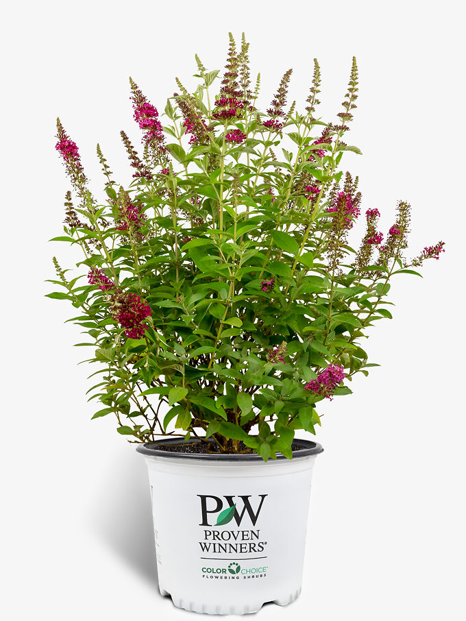 Butterfly Bushes Buy Butterfly Bush Online The Tree Center