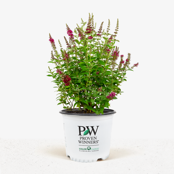 Image of Buddleia Miss Molly young plant in pot