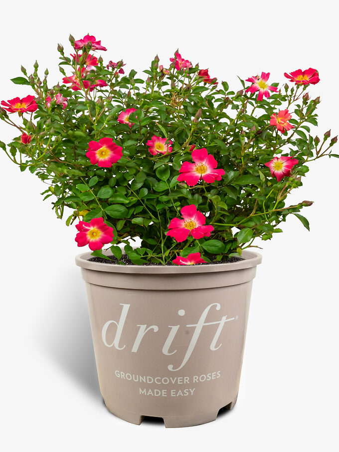Popcorn Drift Rose Bushes For Sale Online The Tree Center