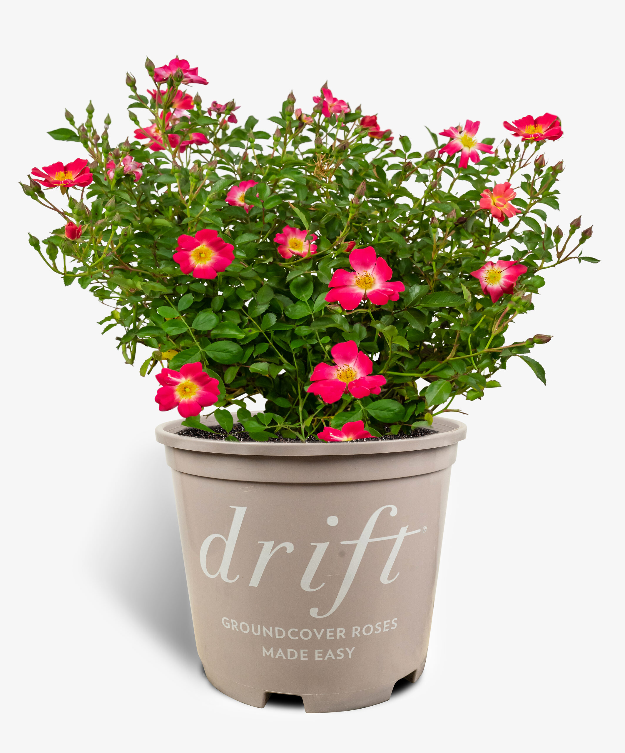 Pink Drift Rose Bushes For Sale Online The Tree Center