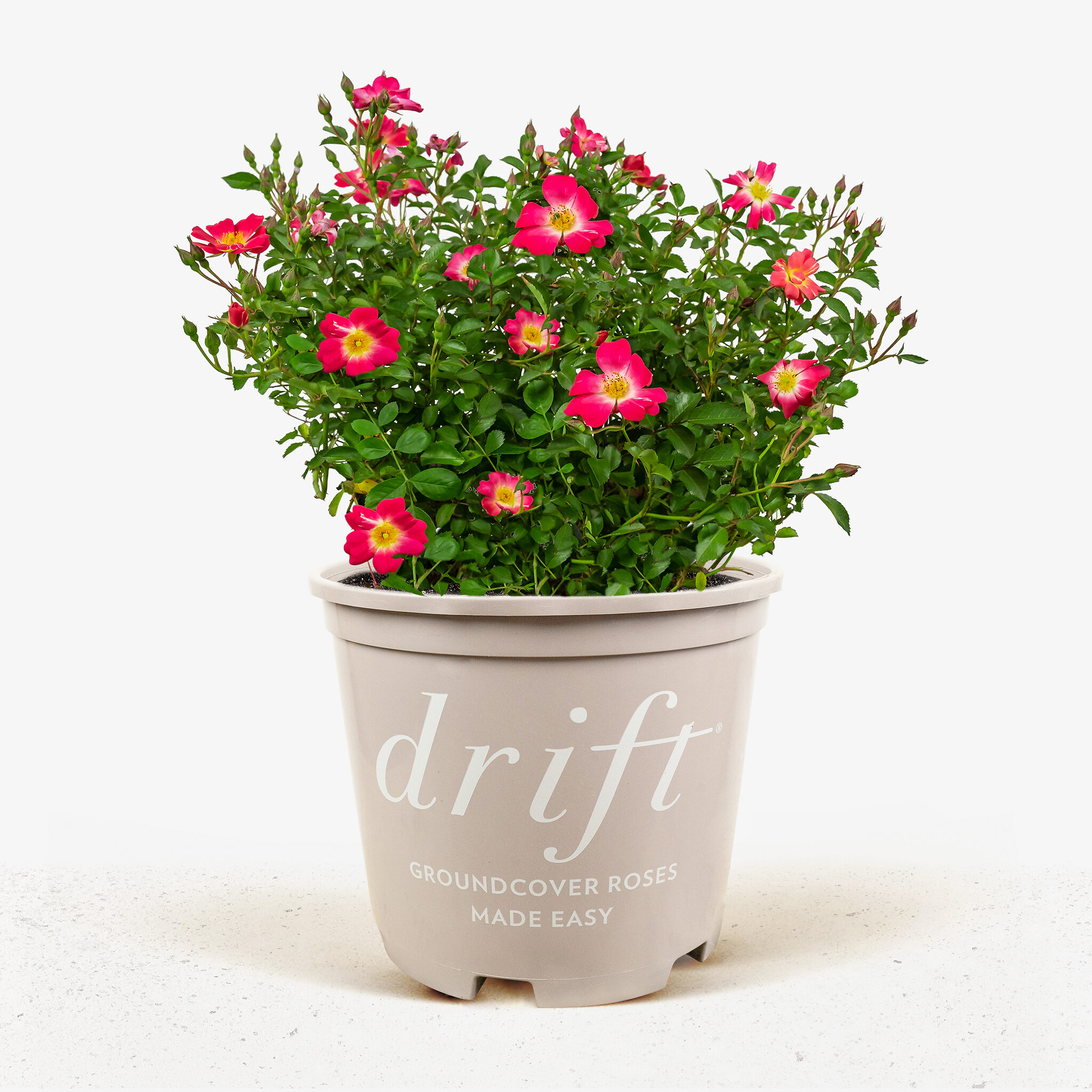 Pink Drift Rose Bushes For Sale Online The Tree Center