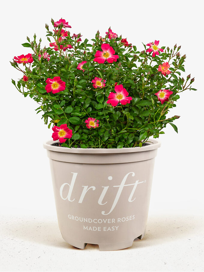 Popcorn Drift Rose Bushes For Sale Online The Tree Center