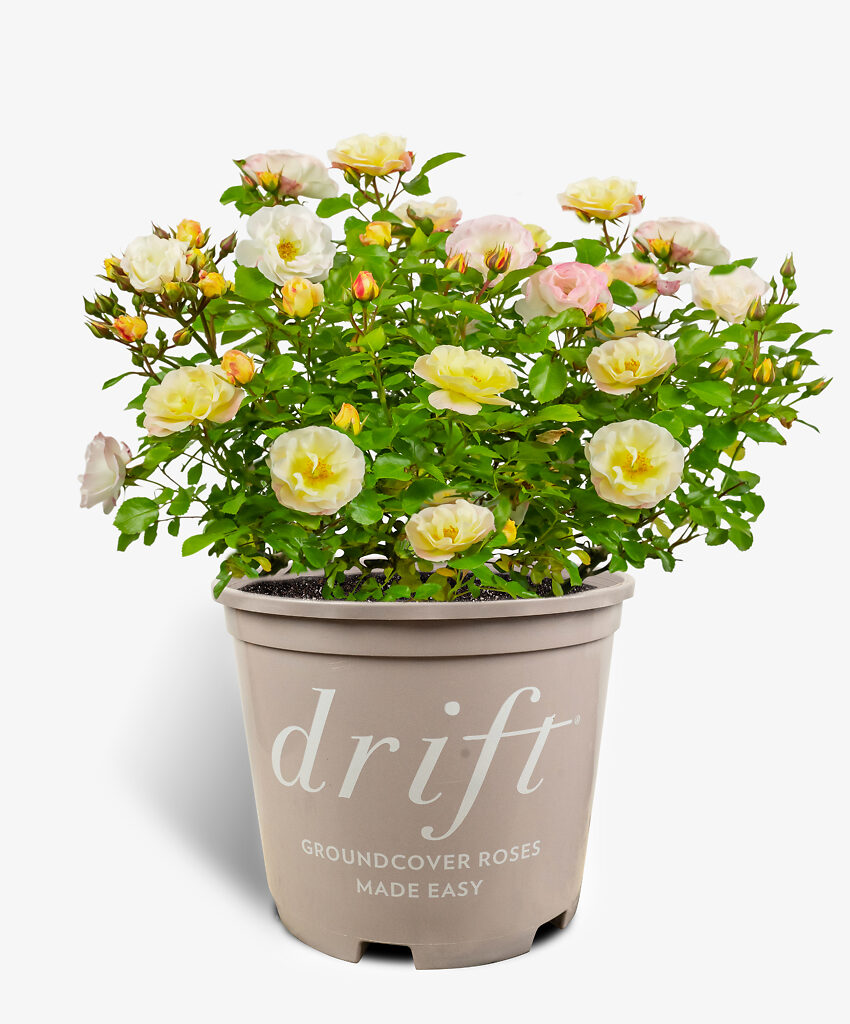 Popcorn Drift Rose Bushes For Sale Online | The Tree Center