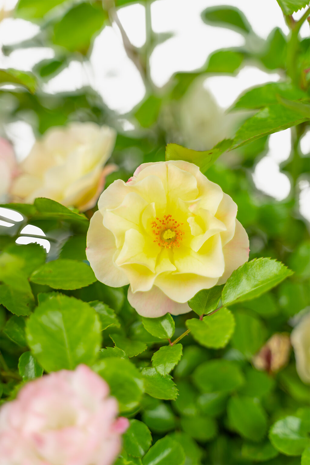 Popcorn Drift Rose Bushes For Sale Online The Tree Center